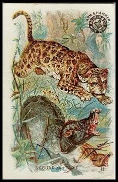 11 Jaguar and Tapir